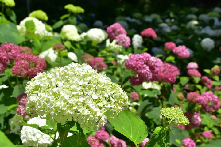 Flourishing Hydrangeas and floating umbrellas at Izus New York Lamp Museum