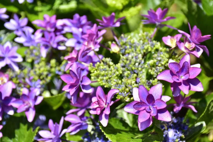 Flourishing Hydrangeas and floating umbrellas at Izus New York Lamp Museum