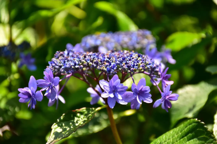 Flourishing Hydrangeas and floating umbrellas at Izus New York Lamp Museum