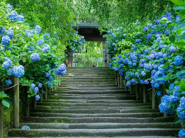 東京周邊可享受，梅雨時節花卉「繡球菊」的五大名勝