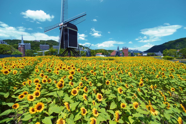 九州豪斯登堡 太陽花花海