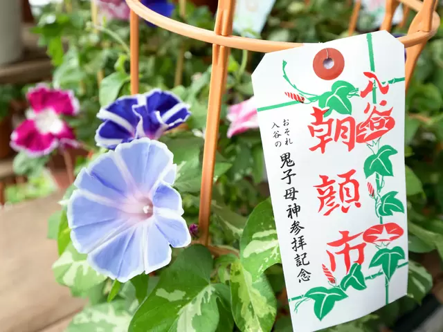 浅草からちょっと足を延ばして　「入谷朝顔まつり」でかわいらしい朝顔を持ち帰る