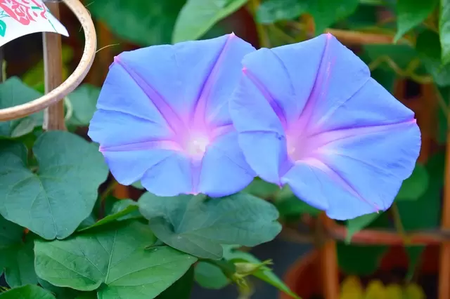 浅草からちょっと足を延ばして　「入谷朝顔まつり」でかわいらしい朝顔を持ち帰る