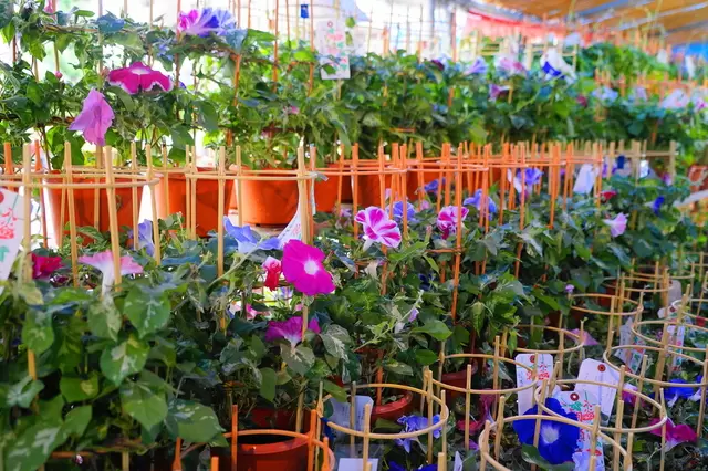 浅草からちょっと足を延ばして　「入谷朝顔まつり」でかわいらしい朝顔を持ち帰る