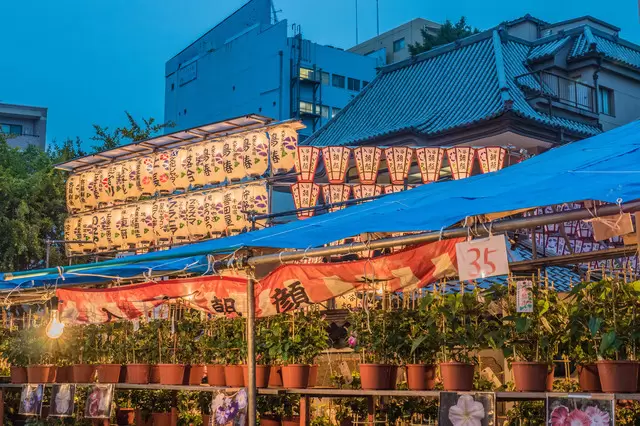 浅草からちょっと足を延ばして　「入谷朝顔まつり」でかわいらしい朝顔を持ち帰る