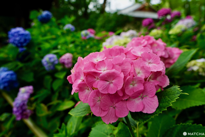 Hydrangeas at Fujinomori Shrine