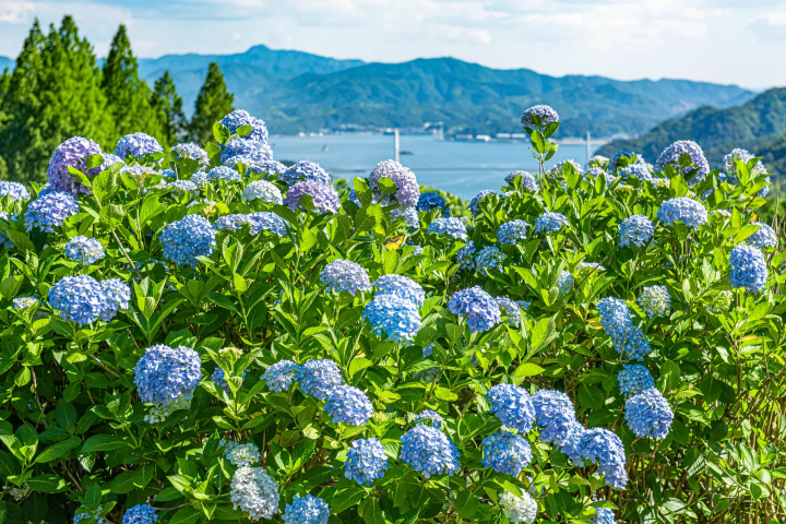 Hydrangeas at Maizuru Natural Cultural Park