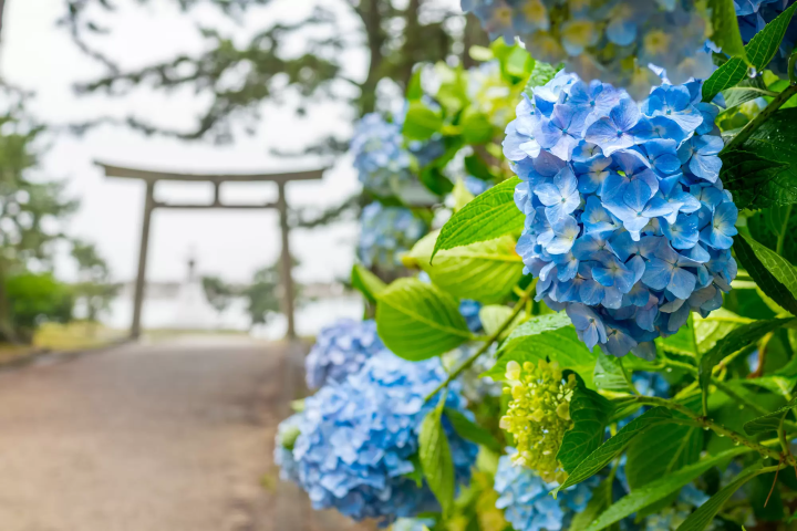 Sumiyoshi Shrine and hydrangeas