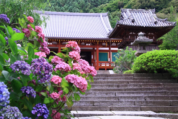 Yatadera Temple hydrangeas
