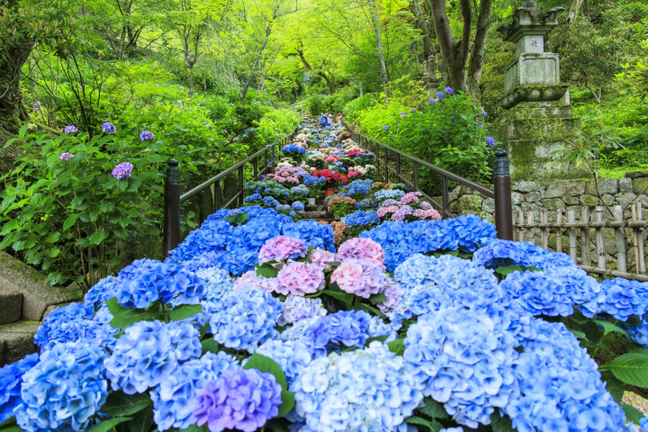 Hasedera Temple in Nara with hydrangeas