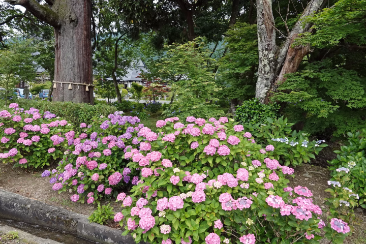 Zenchoji Temple hydrangeas