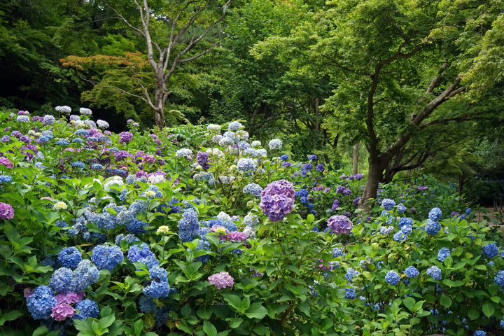 Kobe Municipal Arboretum hydrangeas