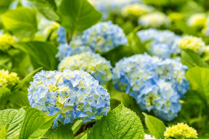 Top 10 Hydrangea Spots In Kansai: Celebrate Early Summer In Japan!
