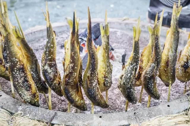 아사쿠사에서 조금만 더 찾아오세요! '이리야 나팔꽃 마츠리'에서 예쁜 나팔꽃을 가지고 가세요