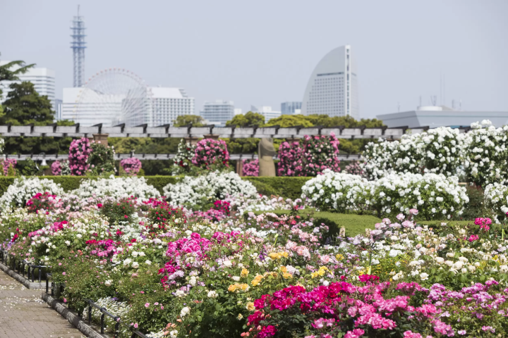 Garden Necklace Yokohama 2023: Enjoy Seasonal Flowers and Events
