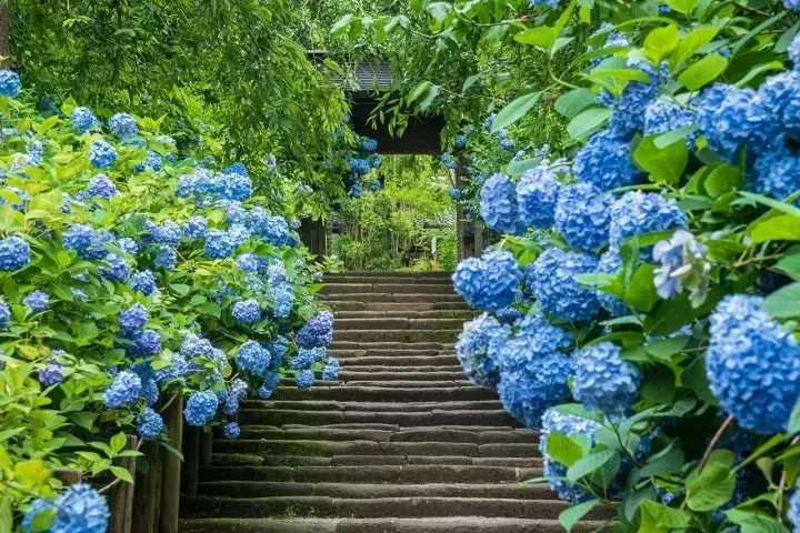 Splendid Hydrangea Spots around Tokyo