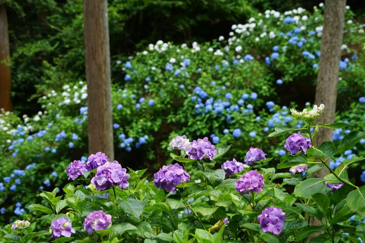 Hydrangea Spots around Tokyo