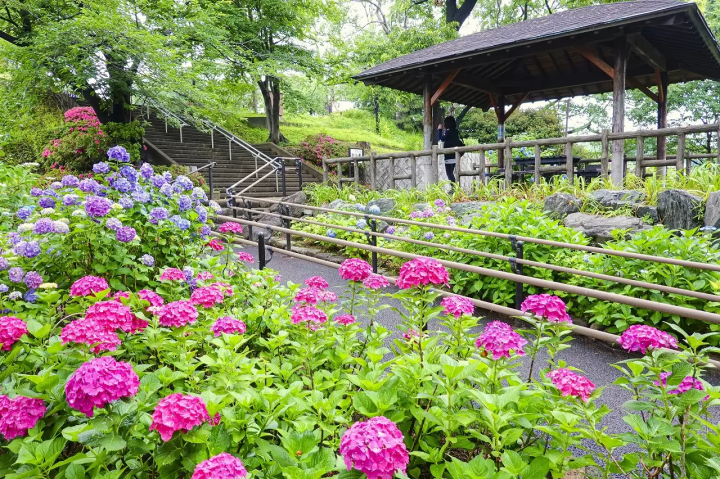 Hydrangea Spots around Tokyo