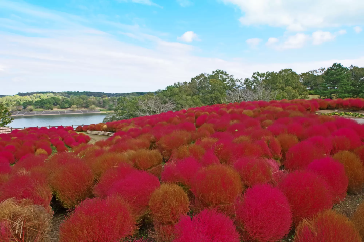 不只有由布院！ 九州大分不可錯過的景點18選及美食推薦