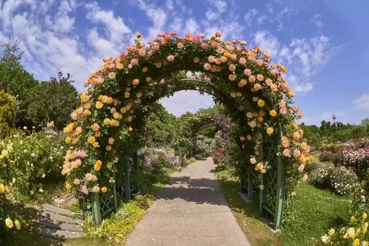 Alice in Wonderland's World at Keisei Rose Garden: See Over 10,000 Roses!