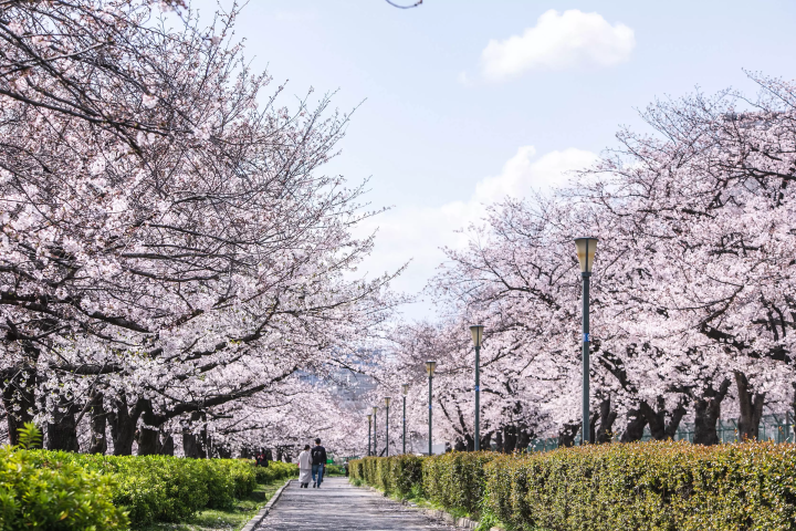[โอซาก้า] สวนสาธารณะ 3 แห่งที่คุณสามารถเพลิดเพลินกับวิวดอกซากุระอันงดงาม ปราสาทโอซาก้า และแมกไม้เขียวขจี ไปโอเอซิสใจกลางเมืองกันเถอะ