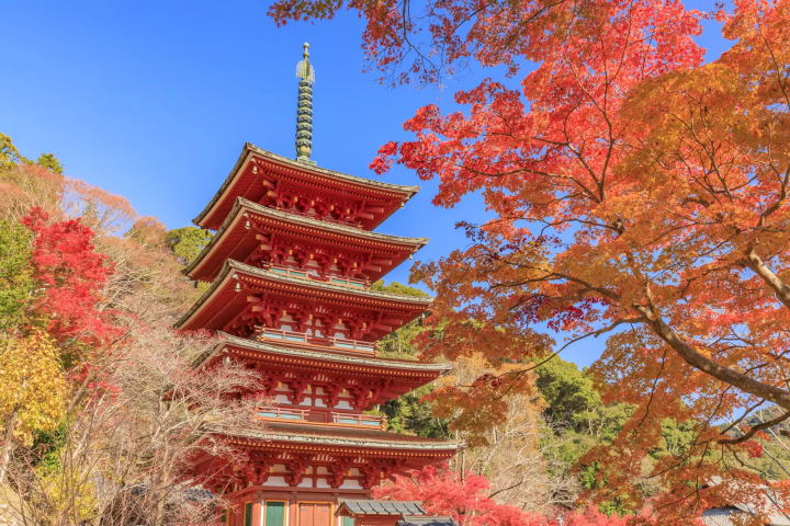 Kamakura's Top 6 Fall Foliage Spots: Temples, Parks, and More!