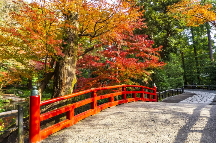 紅葉を楽しむならここ!鎌倉の紅葉スポット(鶴岡八幡宮、源氏山公園、明月院、長谷寺)
