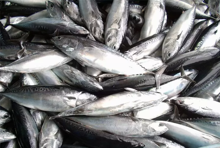 Kochi's Secret Flavor, Soda Bushi: Exploring the Ultimate Umami