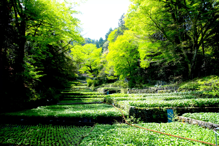 【伊豆】混雑から逃れて西伊豆・土肥を探求する