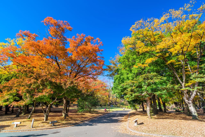 Tokyo's Beautiful Fall Leaves