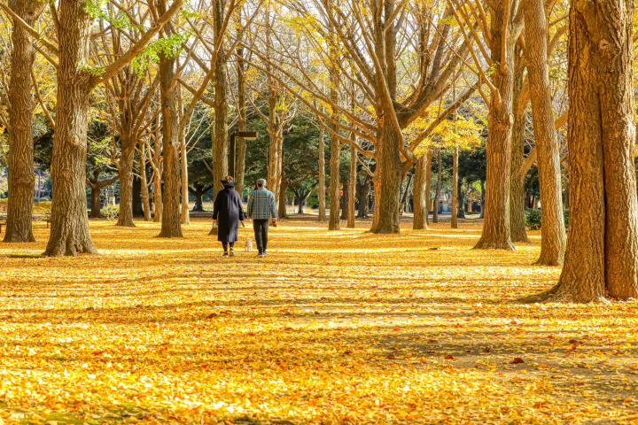 Tokyo's Beautiful Fall Leaves