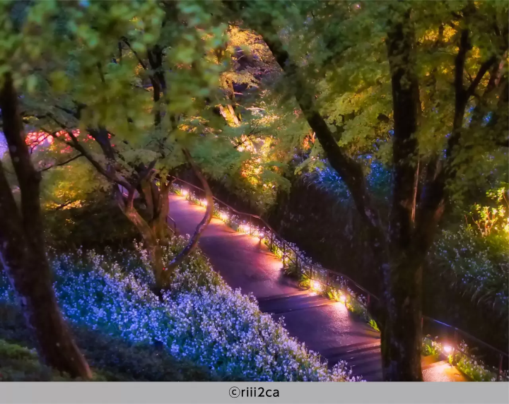 Katsuoji Temple Midsummer Night Visit 2023