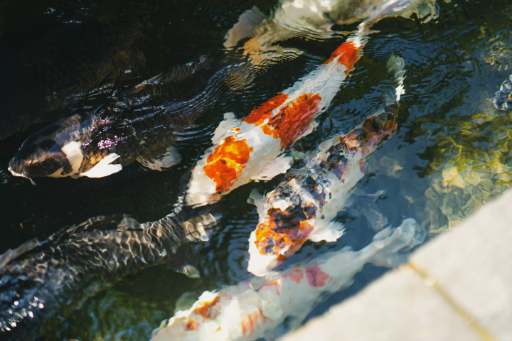 【岐阜県】川遊びから盆踊りまで！夏を満喫できる「郡上八幡」