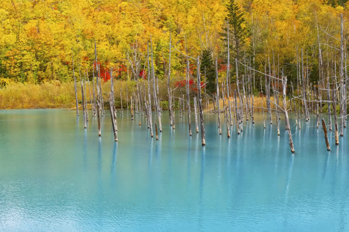 Hokkaido: Top 10 Fall Foliage Spots