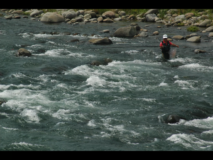 Shizuoka/Izu Ayu from the Kano River [Specialty of Izu]