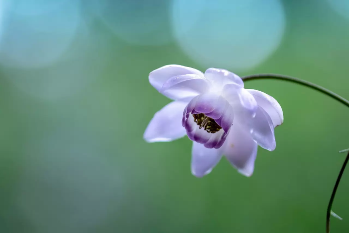 Mt. Mitake Rengeshoma Festival: See Tokyo's Beautiful Rare Wildflowers