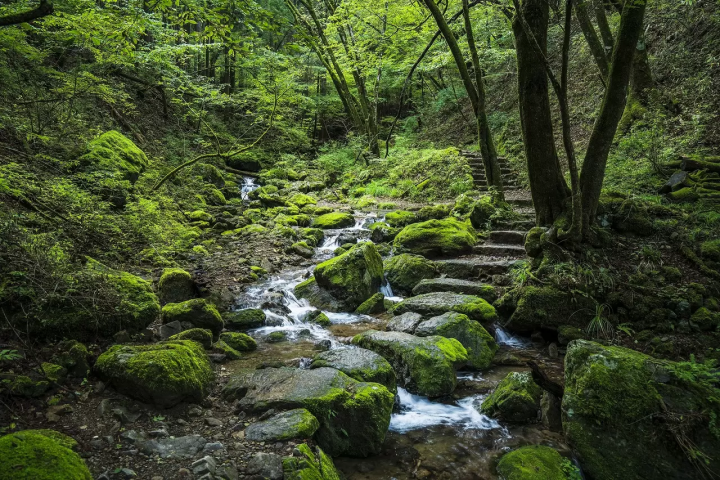 Mt. Mitake Rengeshoma Festival: See Tokyo's Beautiful Rare Wildflowers