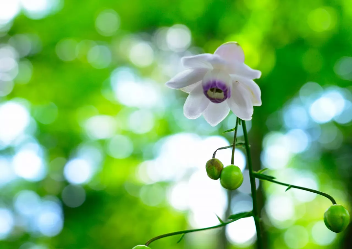 Mitake Rengeshoma Festival: See Tokyo's Beautiful Rare Wildflowers
