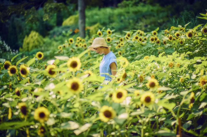 Kobe Nunobiki Herb Garden: A Hill Of Sunflowers Overlooking The Charming Port City Of Kobe.