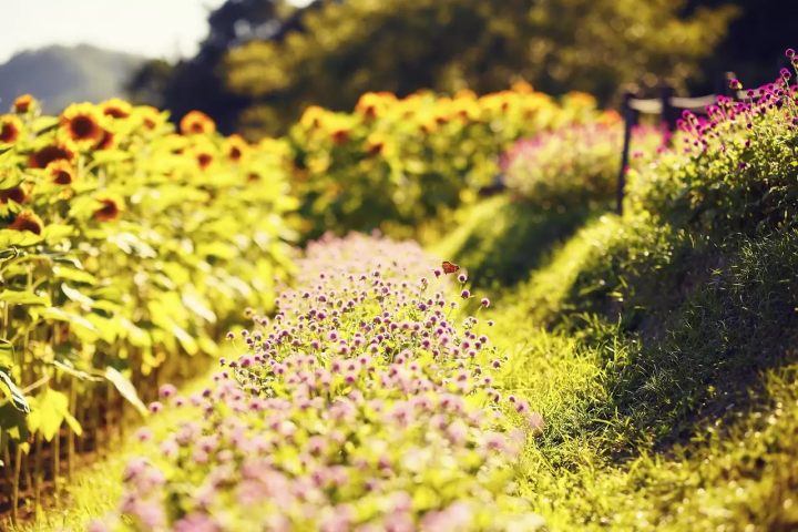 Kobe Nunobiki Herb Garden