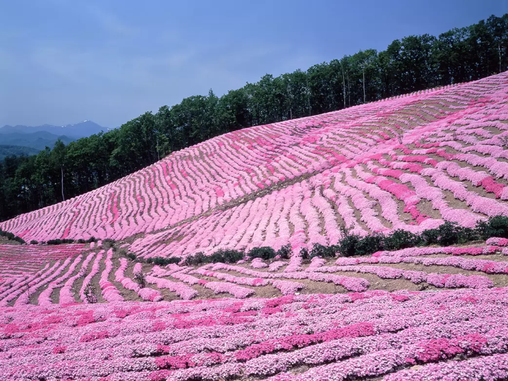 10 สวนดอกไม้ตระการตาที่แนะนำเฉพาะในฮอกไกโด