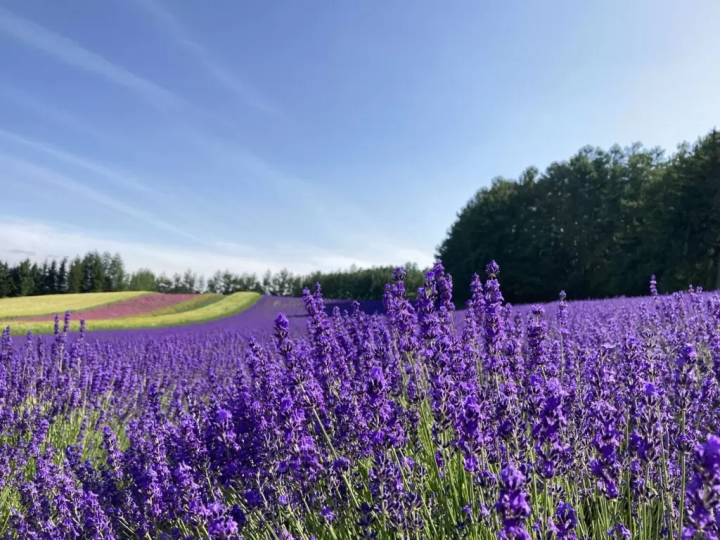 10 สวนดอกไม้ตระการตาที่แนะนำเฉพาะในฮอกไกโด