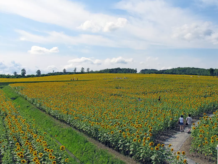 10 สวนดอกไม้ตระการตาที่แนะนำเฉพาะในฮอกไกโด