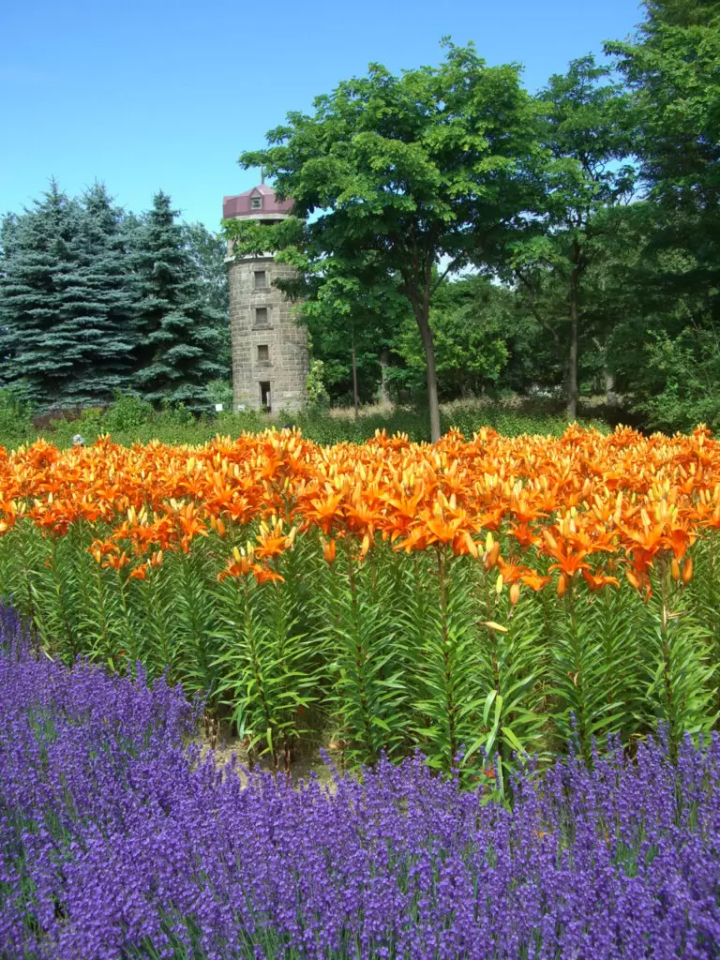 10 สวนดอกไม้ตระการตาที่แนะนำเฉพาะในฮอกไกโด