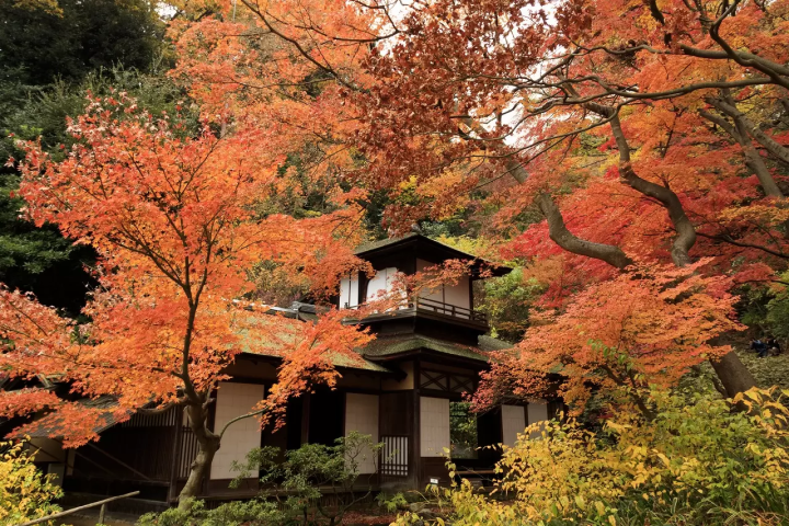 5 Spectacular Fall Foliage Spots near Tokyo: : Nikko, Mt. Takao, and More