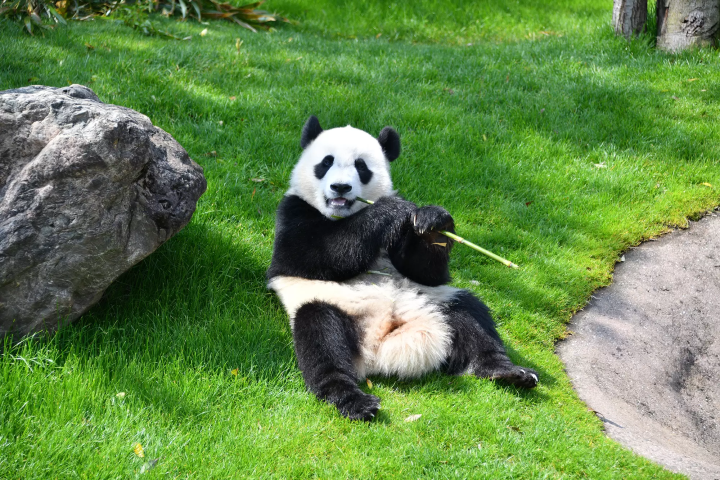 [和歌山/观光]搭乘“熊猫黑潮号”前往白浜冒险世界吧！