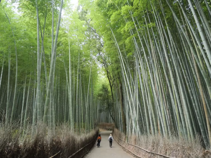 2023年版日本热门7日游线路