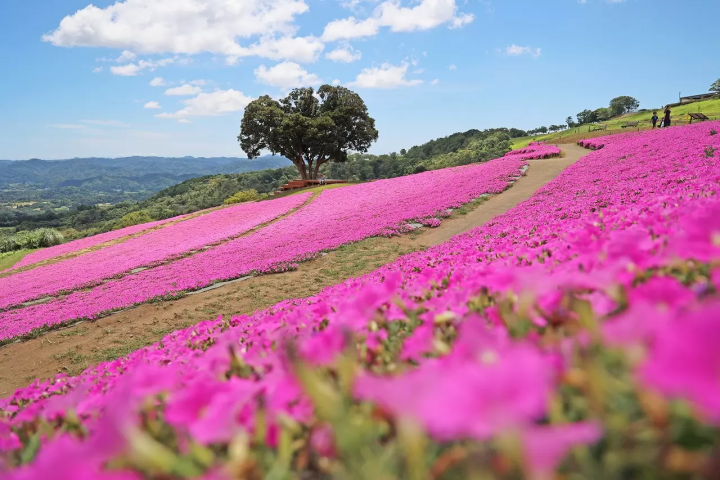 A Flower Valley of 20,000 Pink Petunias at Mother Farm in Chiba A Flower Valley of 20,000 Pink Petunias at Mother Farm in Chiba