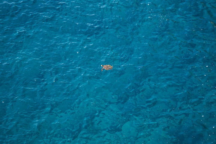 【四国】日本の人混みに疲れたら？高知県の絶景、足摺岬へ