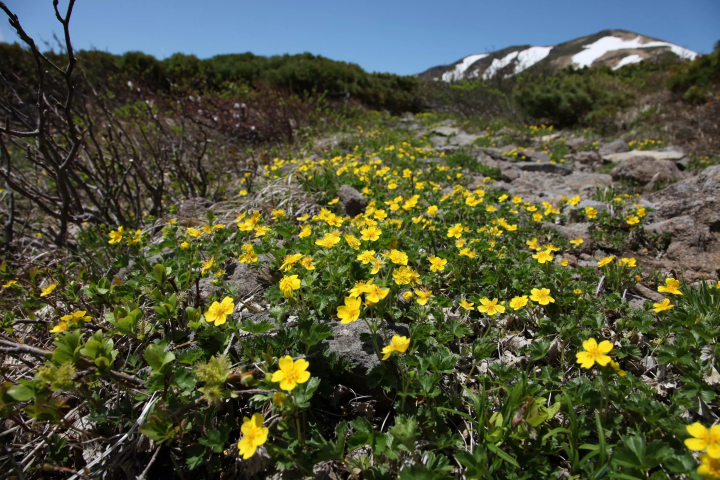 栗驹山的红叶堪称“上帝的地毯”